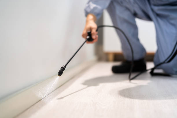 Flea Control Services in Fairview, TX