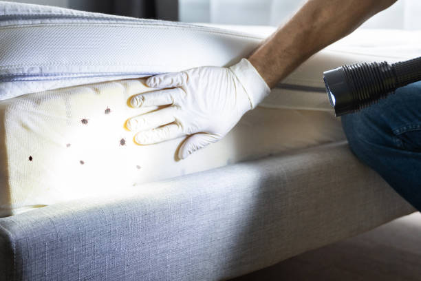 Best Pest Inspection Near Me  in Fairview, TX