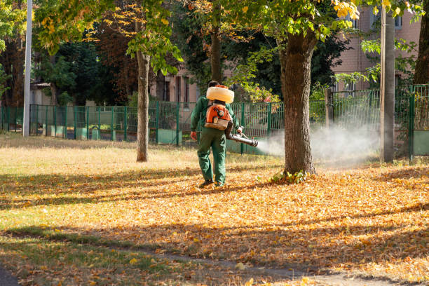 Insect Control in Fairview, TX